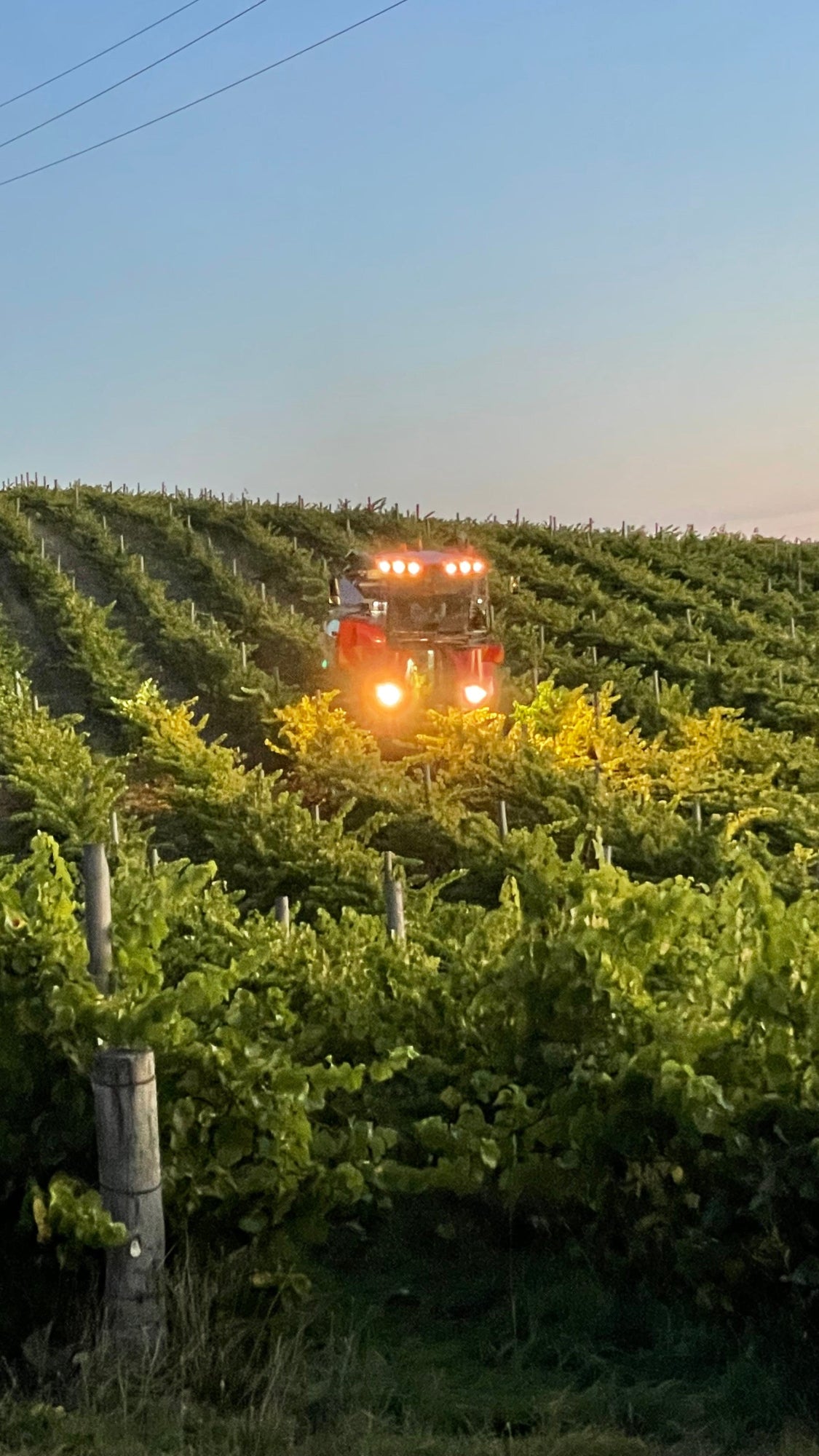 harvesting late afternoon
